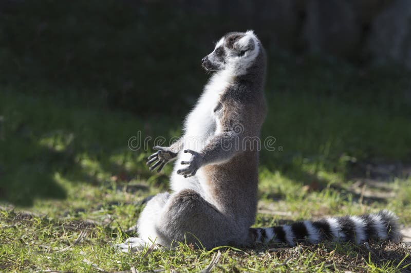 A lemur sitting in a lotus position meditating with his eyes closed. A lemur sitting in a lotus position meditating with his eyes closed